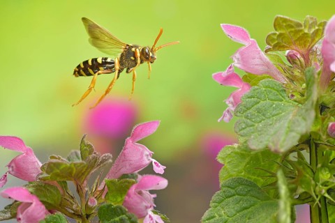 Field wasp bee,
