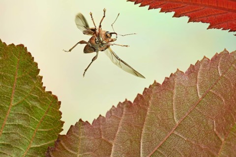 Nut weevil,