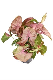 Tropical Syngonium Podophyllum Neon Robusta houseplant with pink and green arrow shaped leaves isolated on white background,