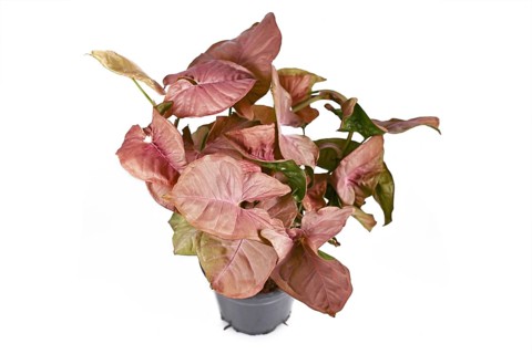 Tropical Syngonium Podophyllum Neon Robusta houseplant with pink and green arrow shaped leaves isolated on white background,