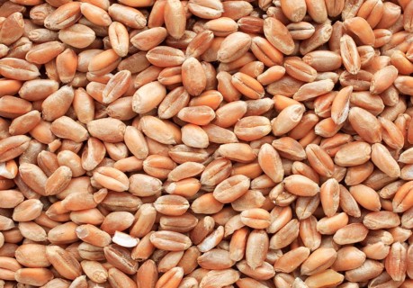 Mature wheat, wheat grains