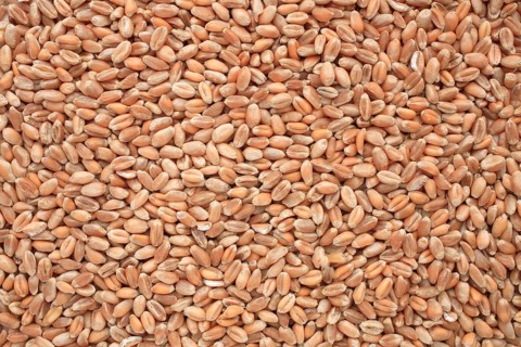 Mature wheat, wheat grains
