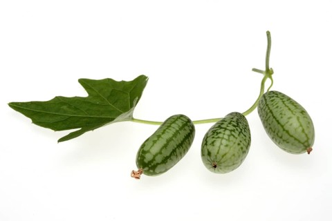 Melothria scabra,