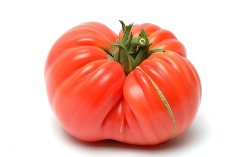 Ripe tomato of the Cuore di bue variety, oxheart tomato