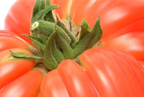 Ripe tomato of the Cuore di bue variety, oxheart tomato