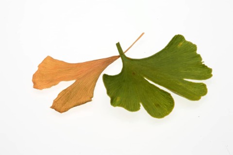 Ginkgo,
