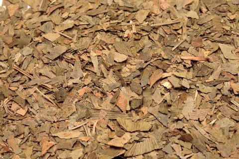 Ginkgo,