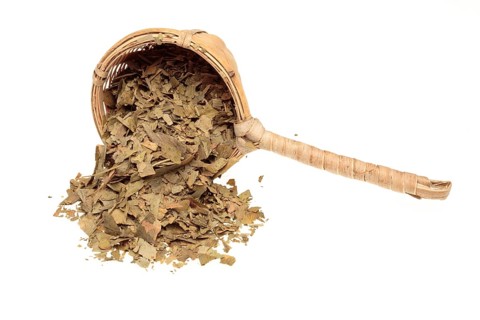 Ginkgo,
