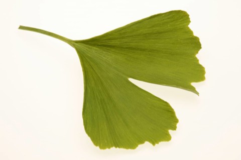 Ginkgo,