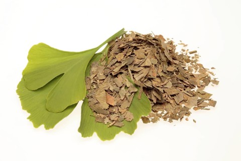 Ginkgo,