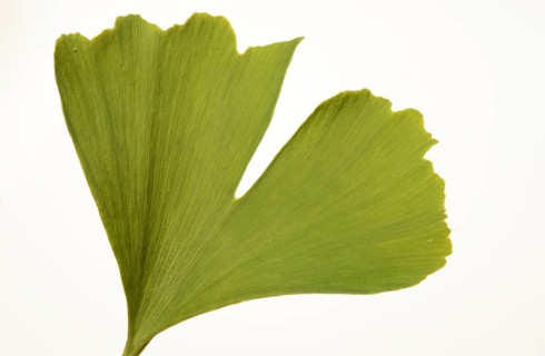 Ginkgo,