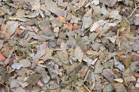 Dried ginkgo,