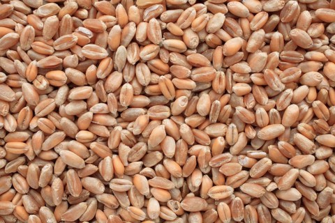 Ripe wheat grains, wheat or common wheat