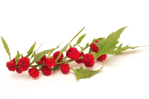 The spiked strawberry spinach,