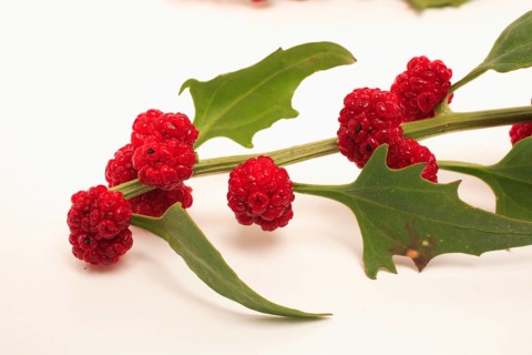 The spiked strawberry spinach,