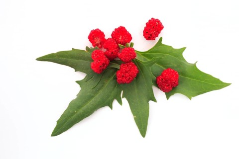 The spiked strawberry spinach,