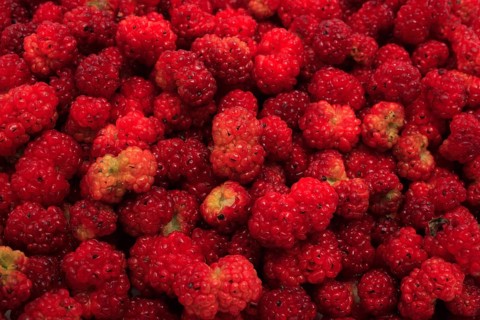 The spiked strawberry spinach,
