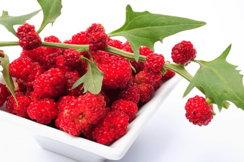 The spiked strawberry spinach,