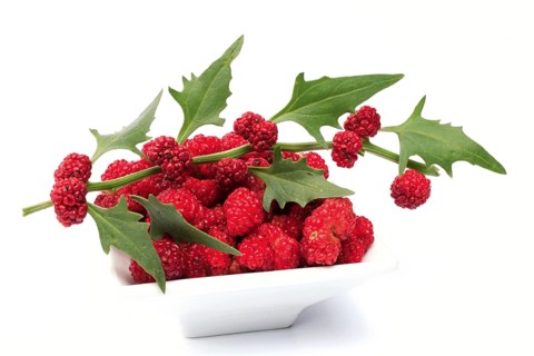 The spiked strawberry spinach,