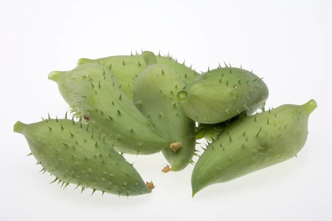 Caigua,