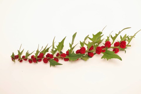 The spiked strawberry spinach,