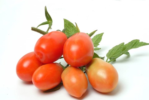 Ripe tomatoes of the variety San Marzano tomatoes, Pomodoro San Marzano dell'Agro Sarnese Nocerino