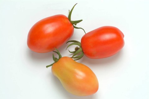 Ripe tomatoes of the variety San Marzano tomatoes, Pomodoro San Marzano dell'Agro Sarnese Nocerino