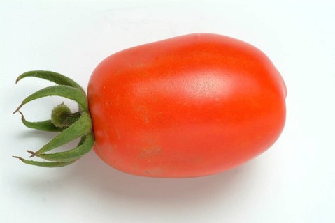 Ripe tomatoes of the variety San Marzano tomatoes, Pomodoro San Marzano dell'Agro Sarnese Nocerino