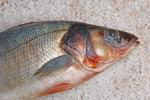 Preparation, edible fish gilt-head sea bream