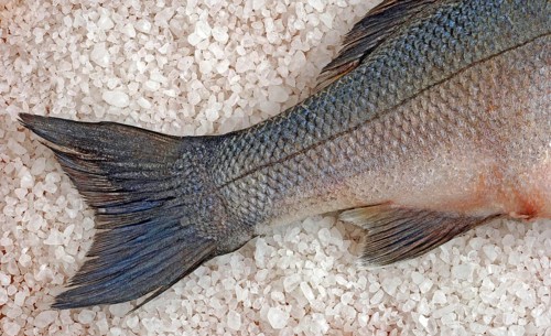 Preparation, edible fish gilt-head sea bream