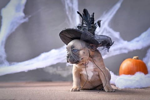 Cute French Bulldog dog puppy dressed up with large Halloween witch hat in front of seasonal background with spider webs and pumpkin,