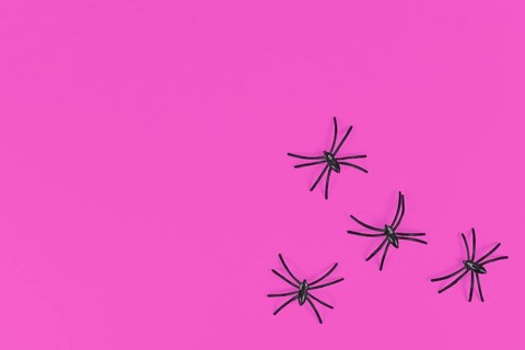 Plastic spiders in corner of bright pink Halloween background with empty copy space,