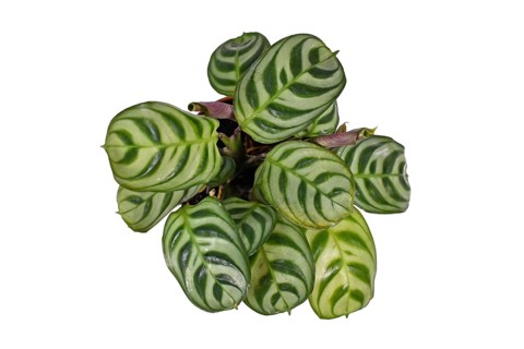 Top view of tropical Ctenanthe Burle Marxii house plant with exotic stripe pattern on leaves in flower pot isolated on white background,