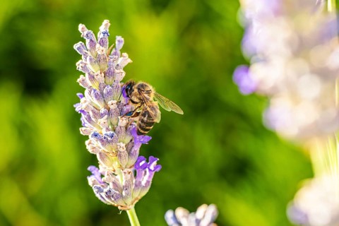 European Honey Bee,