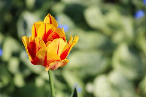 Tulip seen in Bad Saulgau. Sigmaringen, Tuebingen
