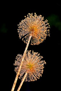 Dried flowers, ornamental garlic