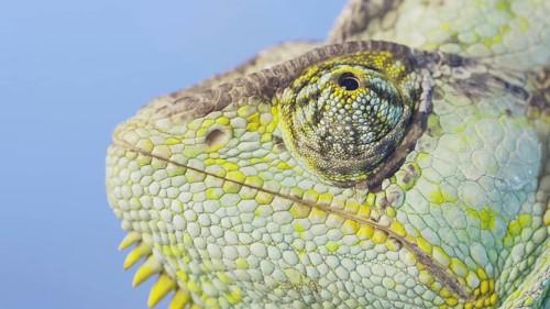 Close-up portrait of Veiled chameleon,