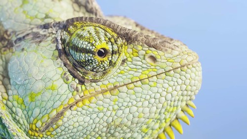Close-up portrait of Veiled chameleon,