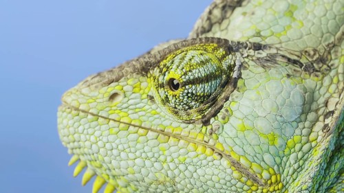 Close-up portrait of Veiled chameleon,