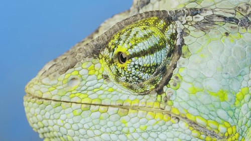 Close-up portrait of Veiled chameleon,