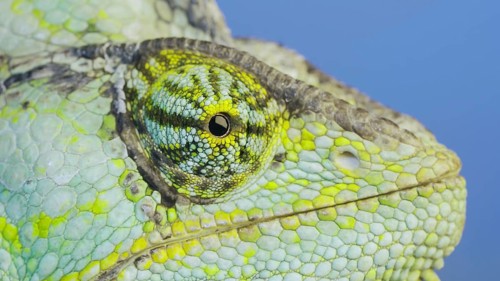 Close-up portrait of Veiled chameleon,