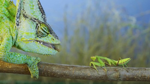 Close up of Veiled chameleon,