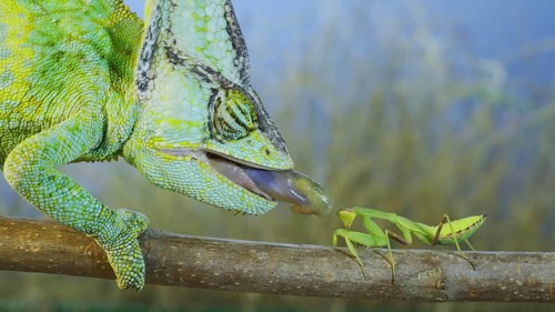 Close up of Veiled chameleon,