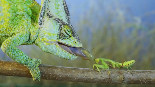 Close up of Veiled chameleon,