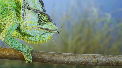 Close up of Veiled chameleon,