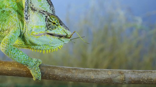 Close up of Veiled chameleon,