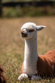 Alpaca,