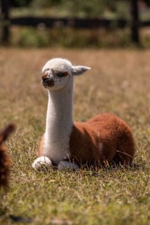 Alpaca,