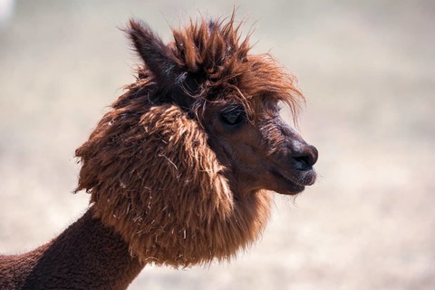 Brown shorn funny alpaca,