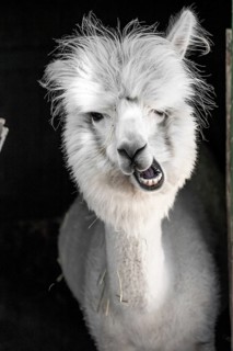 White funny alpaca,
